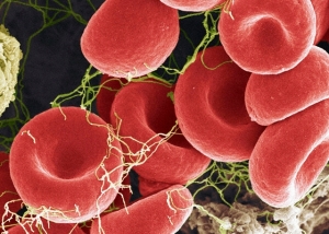 blood_cells